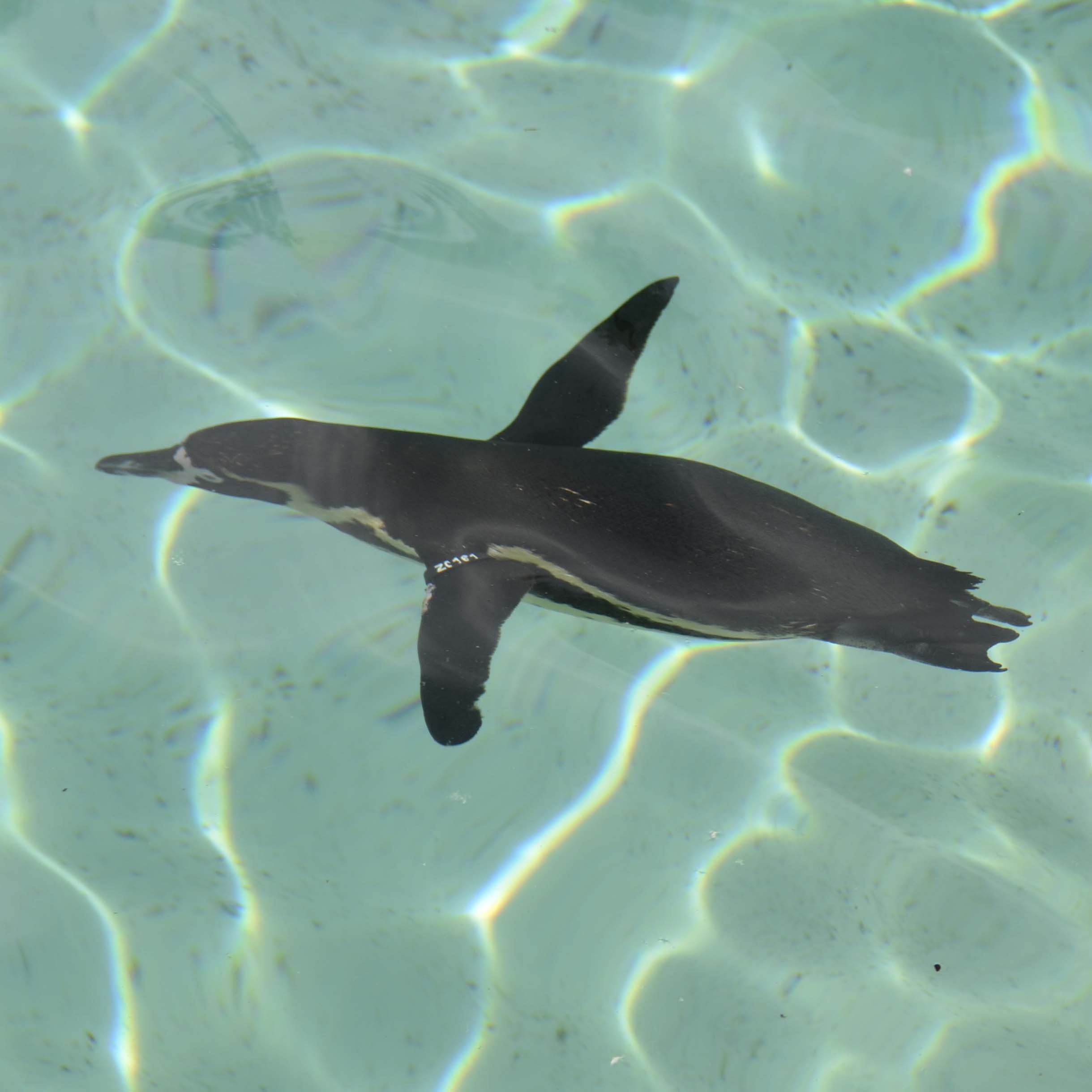 pinguin